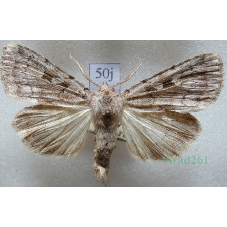 Coenophila subrosea (Stephens, 1829) Czech50j